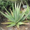 Mounted Bromeliad - Image 2